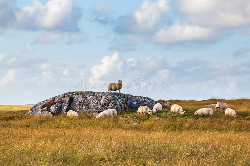 orizzontale-ibrido-con-pecora-una-mandria-di-pecore-sull-isola-hebridea-north-uist-179881519